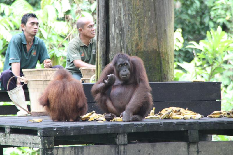 Orangutan Sepilok Rehabilition Centre