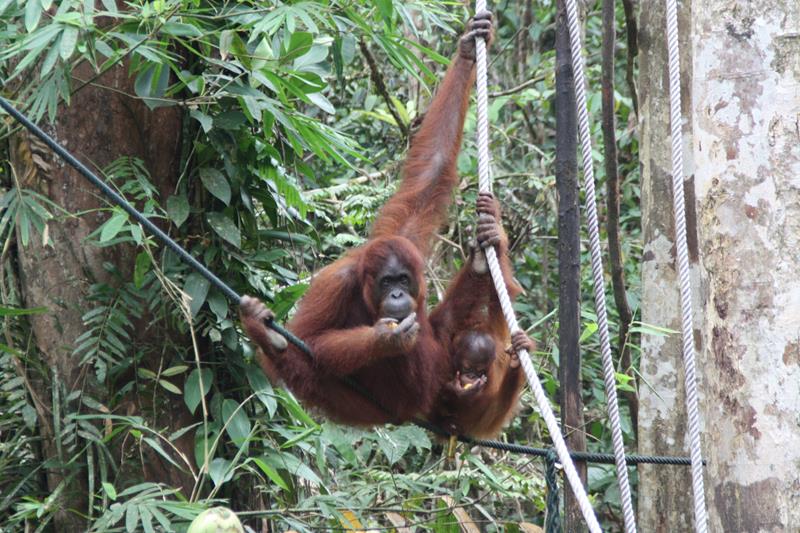 Orangutan at Semenggoh Wildlife Centre Sarawak