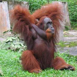 Orangutan in North Sumatra Indonesia