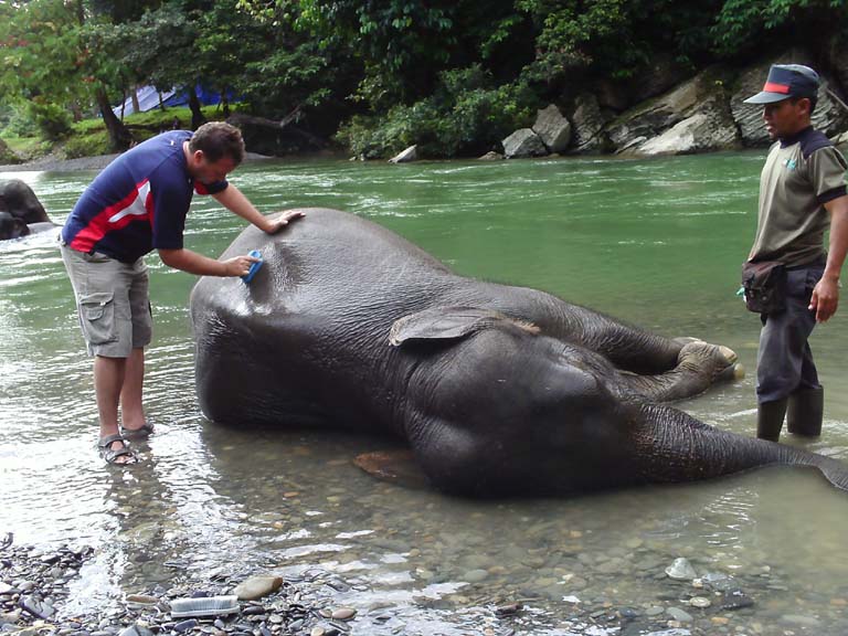 Washing elephants at the river Tangkahan