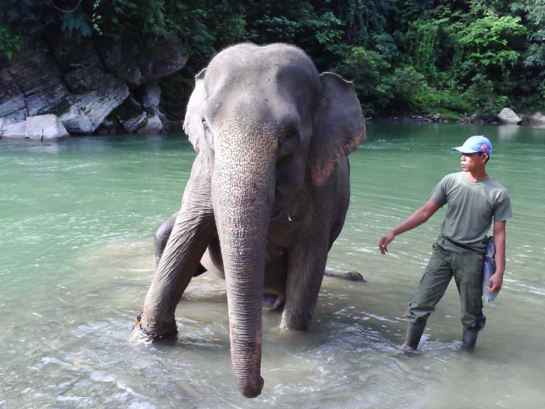 Elephants at Tangkahan Sumatra