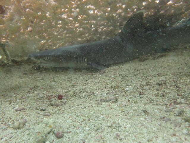 Baby reef shark at Sunken Reef dive site