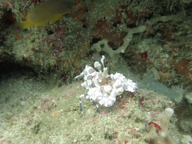 Harlequin shrimp at Sunken Reef Lombok