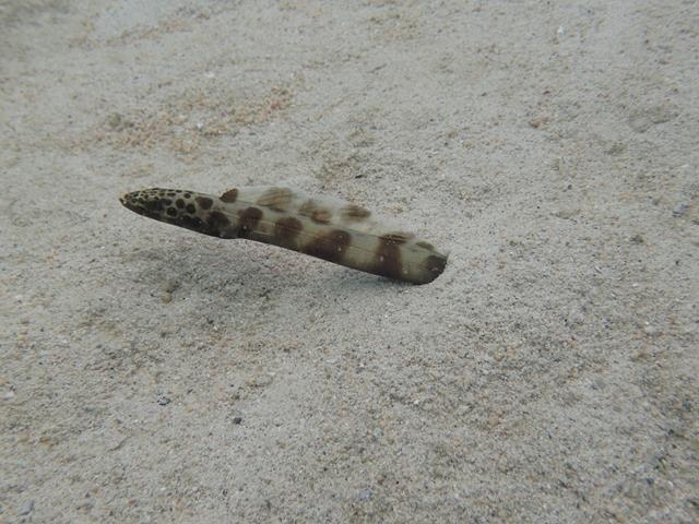 Spotted eel West Lombok Indonesia
