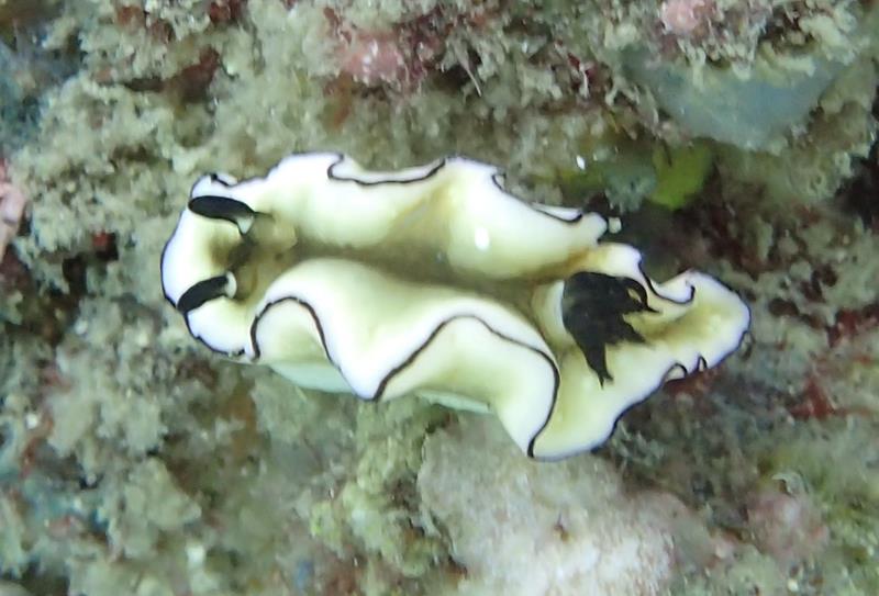 Dark Margin Glossodoris Nudibranch