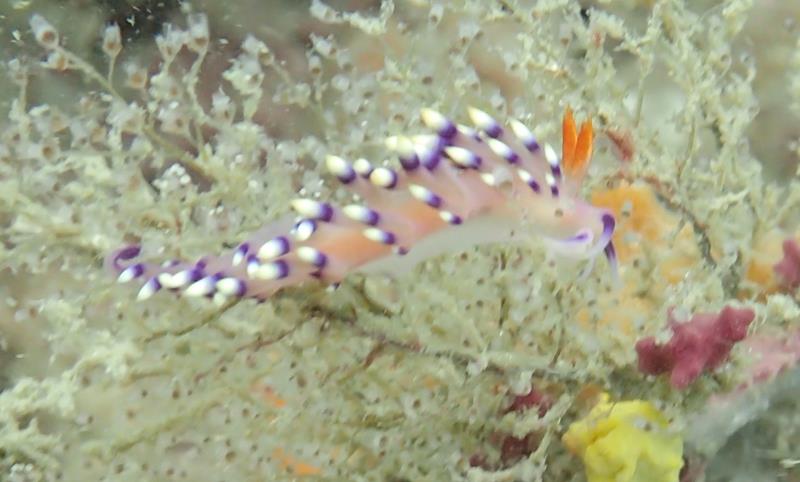 Desirable Flabellina Aeolid Nudibranch