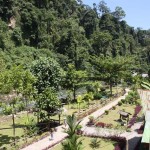 Jungle Trekking Bukit Lawang Sumatra