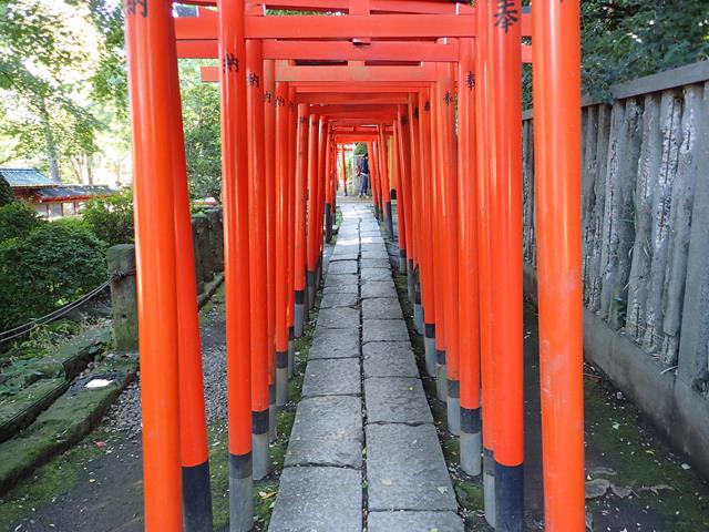 Line of Torii gates at Nezu Shrine Tokyo