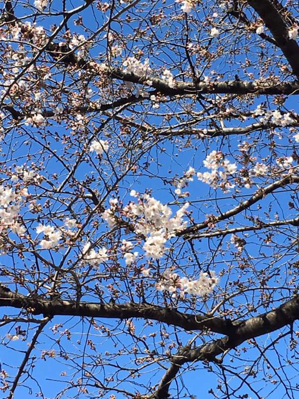 Sakura Cherry Blossom season in Japan