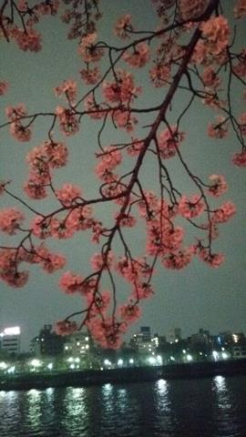 Sakura cherry blossom in Tokyo