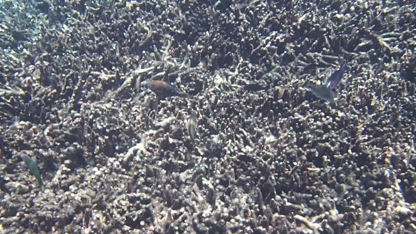 Snorkeling at Rakata Island Krakatoa