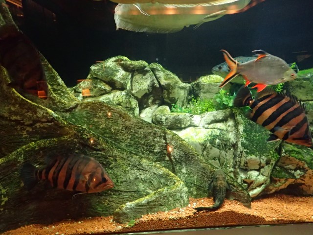 Fish tanks at Den Aquaroom Shinjuku