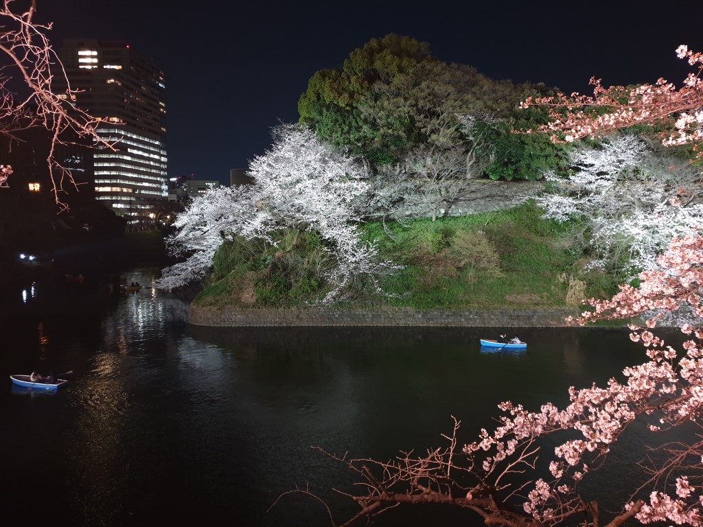 Cherry Blossoms at Chidorigafuchi Tokyo