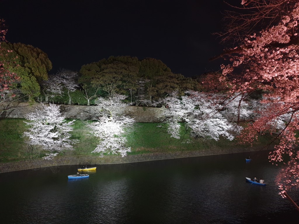 Chidorigafuchi night time Cherry Blossom viewing