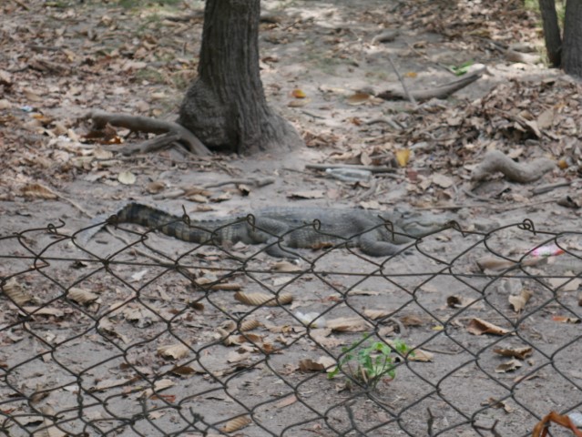 Crocodile at Phnom Tamao Zoo Park