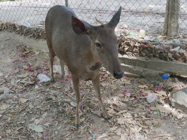 Deer at Phnom Tamao Zoo