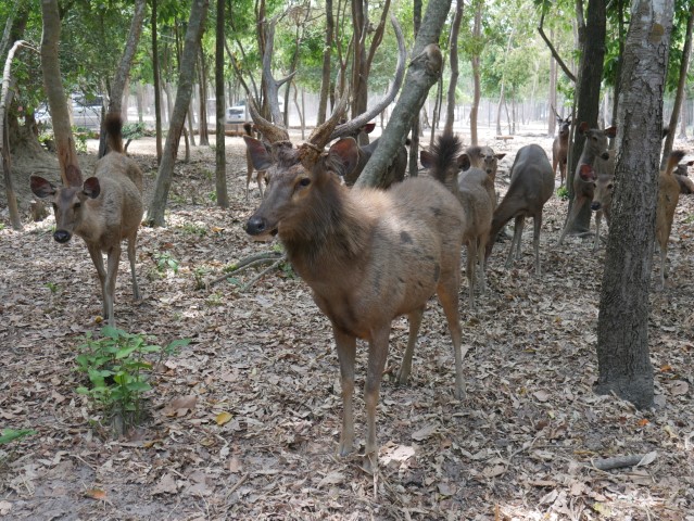 Deer at Phrom Tamao Zoo Park