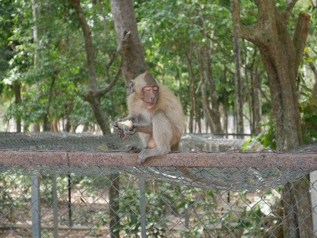 Monkey in the deer enclosure