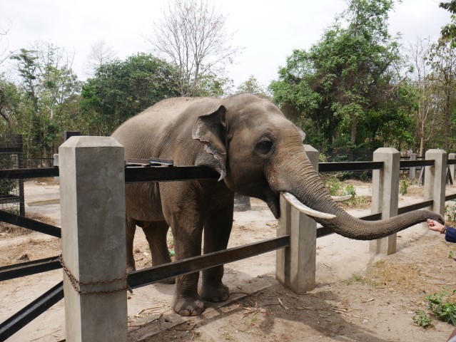 Phnom Tamao Zoo Park