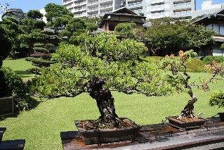 Bonsai trees in-Happo-en Gardens Tokyo