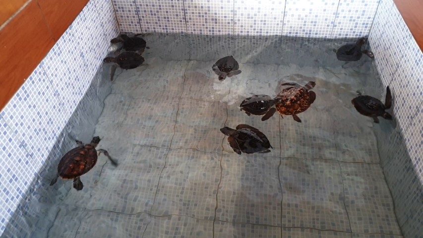 Baby turtles at Sindhu Dwarawati Turtle Conservation Centre