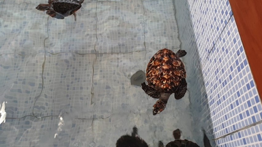 Hawkesbill Turtle at Sindhu Dwarawati Turtle Conservation Centre