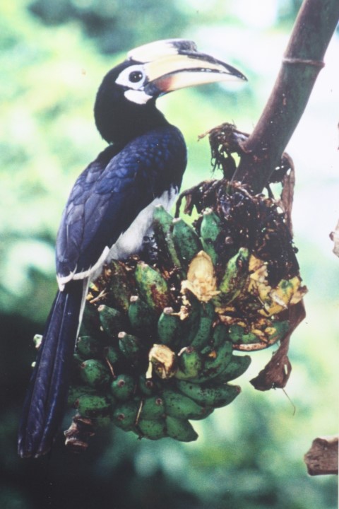 Oriental Pied Hornbill bird on Pulau Ubin