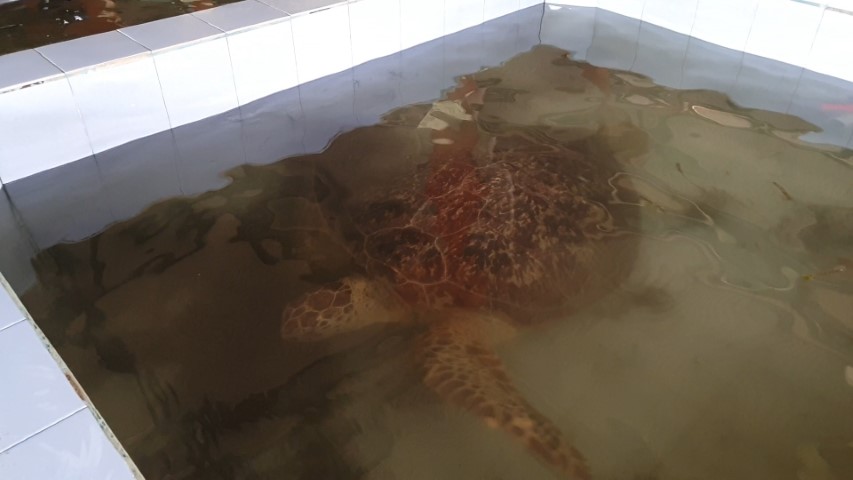 Rescued turtle at the Turtle Conservation Centre