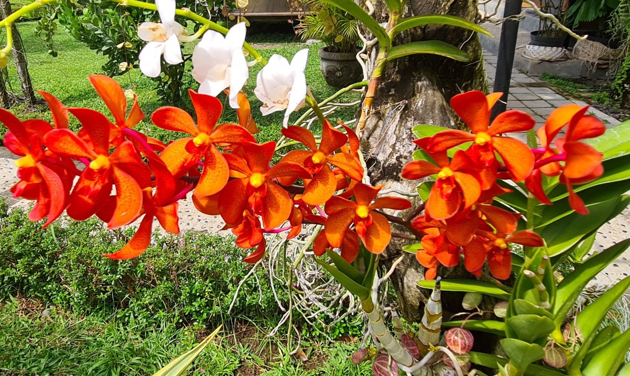 Orchids at Duta Orchid Garden Sanur