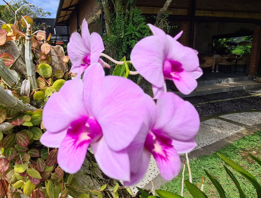 Other Tropical Flowers at Duta Orchid Garden Sanur Bali