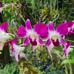 Duta Orchid Gardens near Sanur Bali
