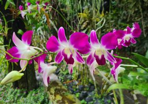 Various Orchids species at Duta Orchid Garden Near Sanur