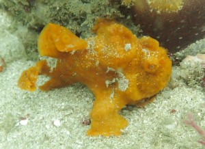 Frog Fish at Gili Rengit West dive site