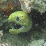Scuba Diving Southern Gili Islands West Lombok Indonesia