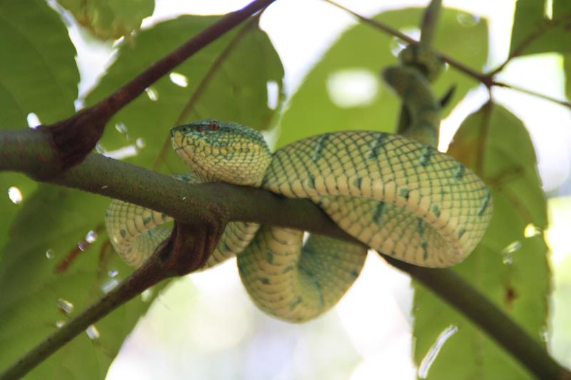 Green Tree Pit Viper Bako National Park