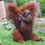 Real Forest People - Orangutan