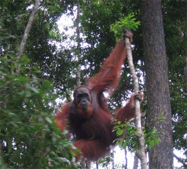 Orangutan at Bukit Lawang North Sumatra
