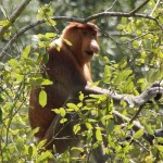 Long nose monkeys Proboscis Monkey