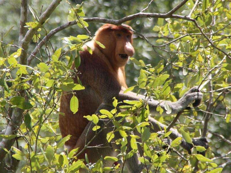 Long nose monkeys Proboscis Monkey