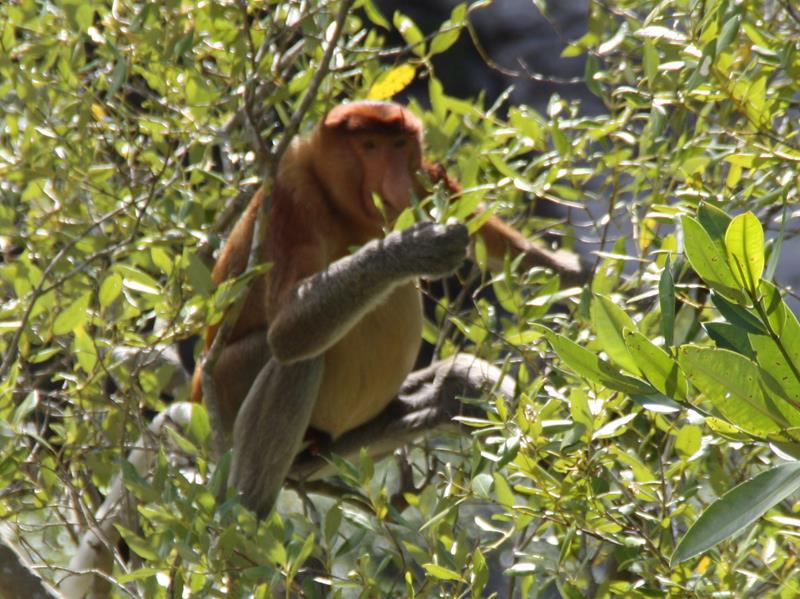Long Nose Monkey Borneo