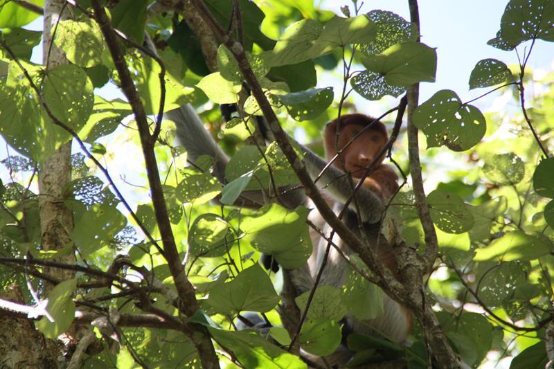 Female Proboscis Monkey
