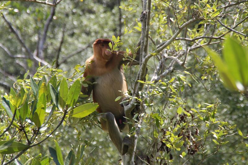 Male Proboscis Monkey