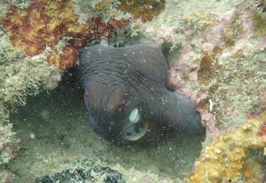 Reef Octopus at Secret Garden dive site Sekotong