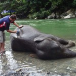 Washing elephants at the river Tangkahan