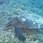 Turtle Capital of the World - Gili Islands Indonesia