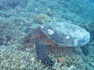 Turtle Gili Islands