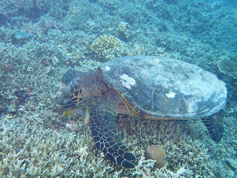 Turtle Capital of the World – Gili Islands Indonesia