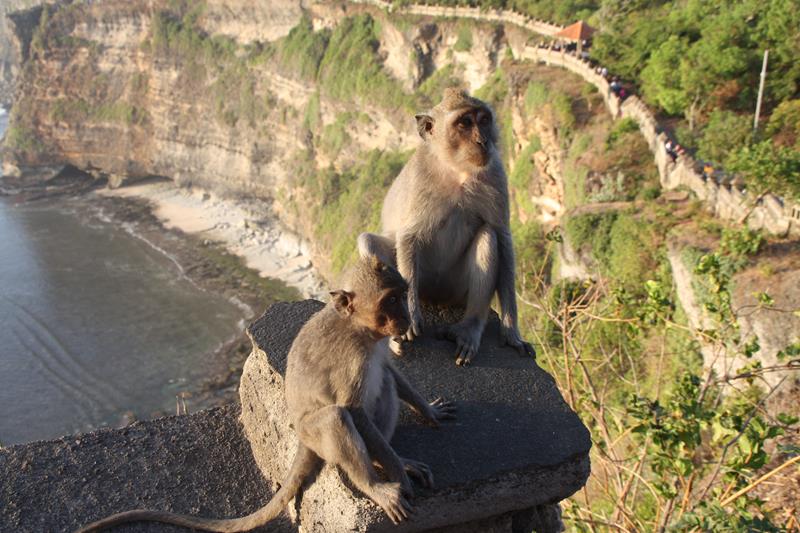 Monkeys at Uluwatu temple Bali