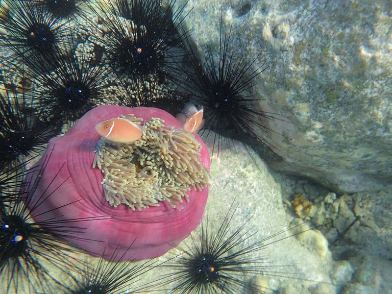 Sea anemone and anemonefish Koh Kood