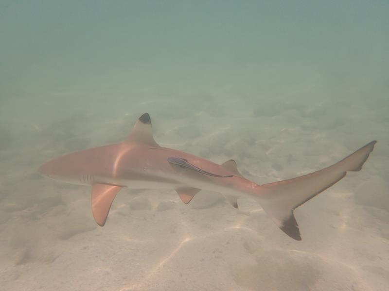 Snorkeling with Black Tip Reef Sharks